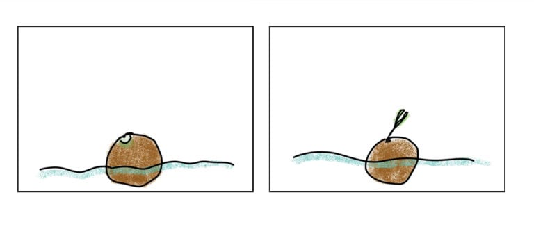 Coconut