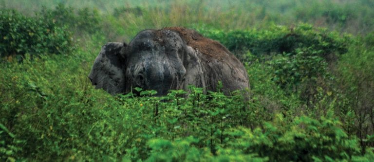 A prayer for their survival