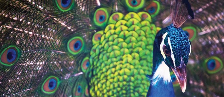 Magnificent Mother Nature