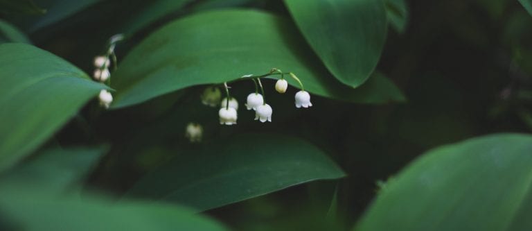 The free air of simplicity