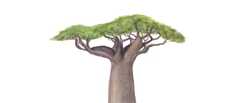 Some amazing medicinal plants – the Baobab tree