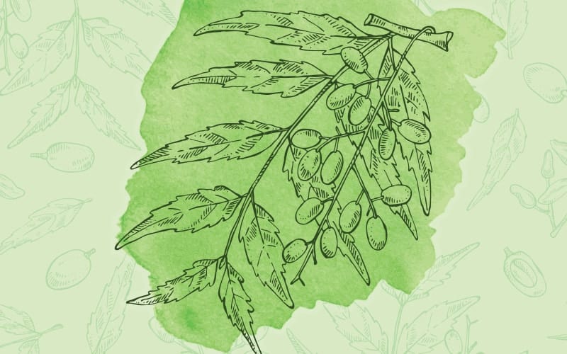 Some amazing medicinal plants – Neem