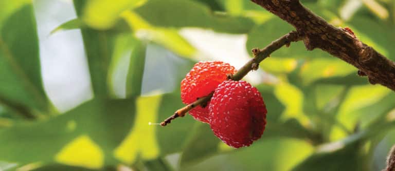 Raspberries as agents of change